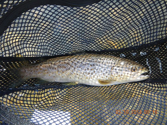march 10th yellow breeches 008.jpg -                                And he finished up with a brown.  Not a bad day!